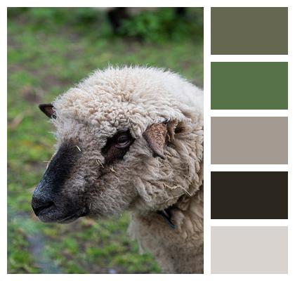 Sheep Cloven Hoofed Mammal Sheep'S Wool Image